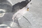 エンハイドロ（水入り）ベラクルスアメジスト「溢れる光」メキシコ産｜天然石 原石 鉱物標本